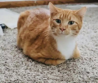 HANK - Tabby / Domestic Short Hair available for adoption