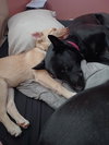 Parker - Photo 4