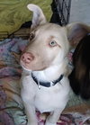 Parker - Photo 3
