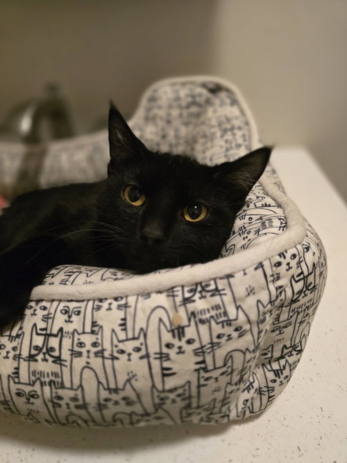 FRANK - Domestic Short Hair available for adoption