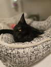 Frank - Photo 2