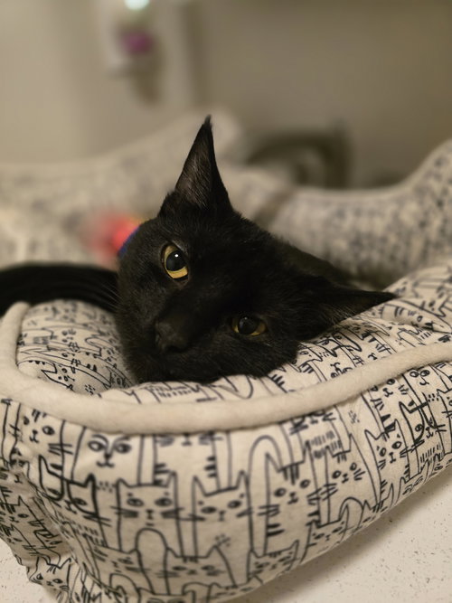 FRANK - Domestic Short Hair available for adoption