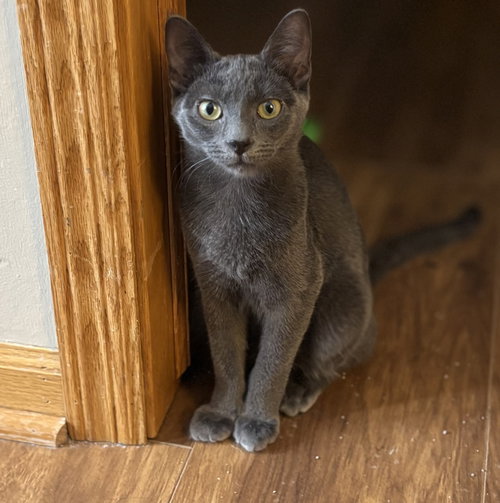 picture of the cat needing adoption