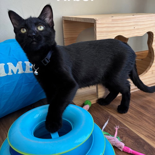ARBOR - Domestic Short Hair available for adoption
