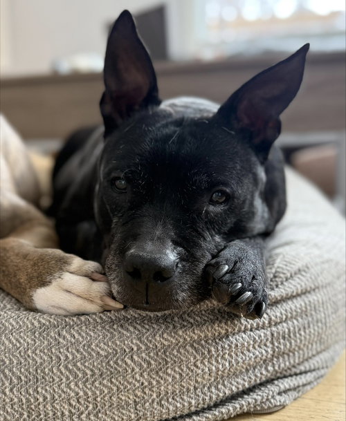 TORTA - Pit Bull Terrier / Labrador Retriever available for adoption