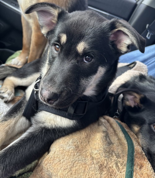 SIX - German Shepherd Dog / Labrador Retriever available for adoption