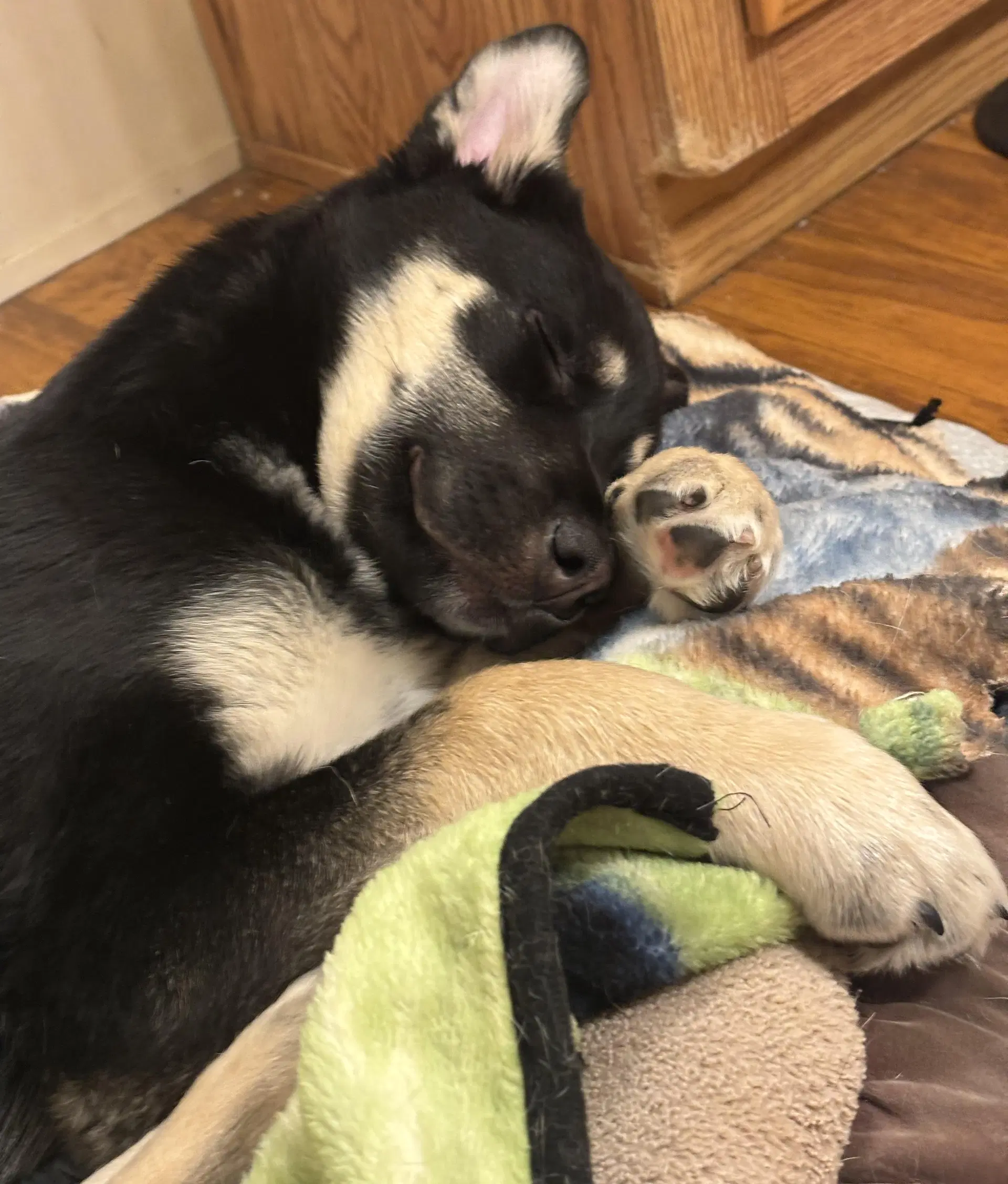 Six - German Shepherd Dog