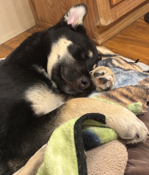 SIX - German Shepherd Dog / Labrador Retriever available for adoption