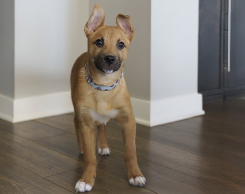 picture of the dog needing adoption