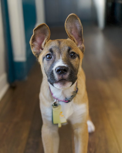 FUMIE - German Shepherd Dog / Labrador Retriever available for adoption