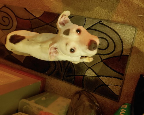CAROL - Pit Bull Terrier available for adoption
