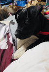 Tootsie Roll - Photo 9