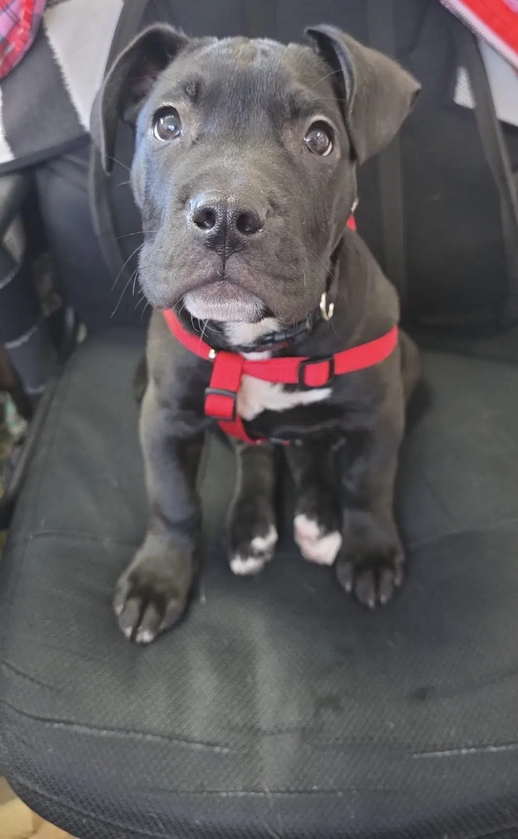 Tootsie Roll - Pit Bull Terrier