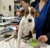 Blitzen - Photo 9