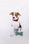 Blitzen - Photo 8