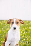 Blitzen - Photo 6