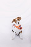 Blitzen - Photo 4