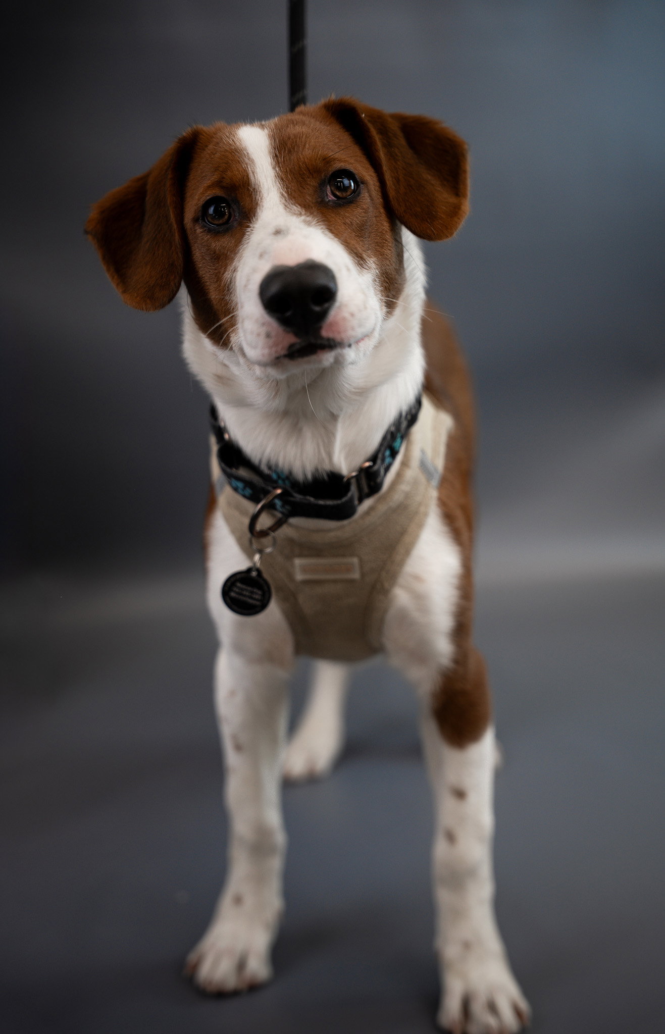 Blitzen Image