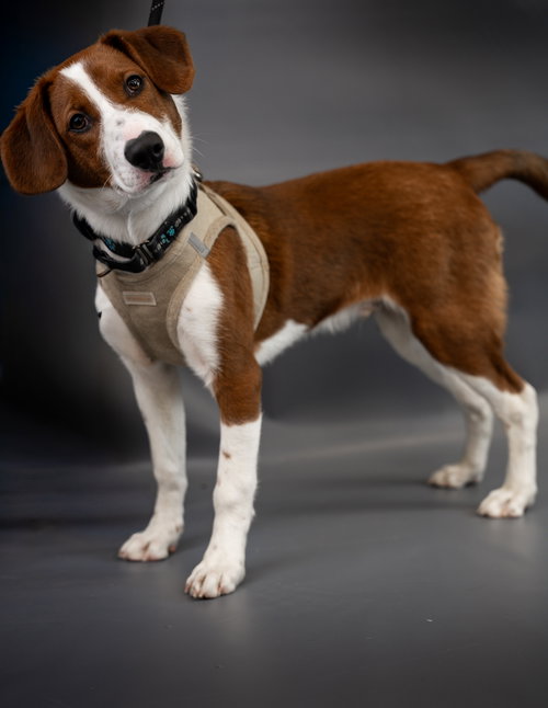 BLITZEN - Hound available for adoption
