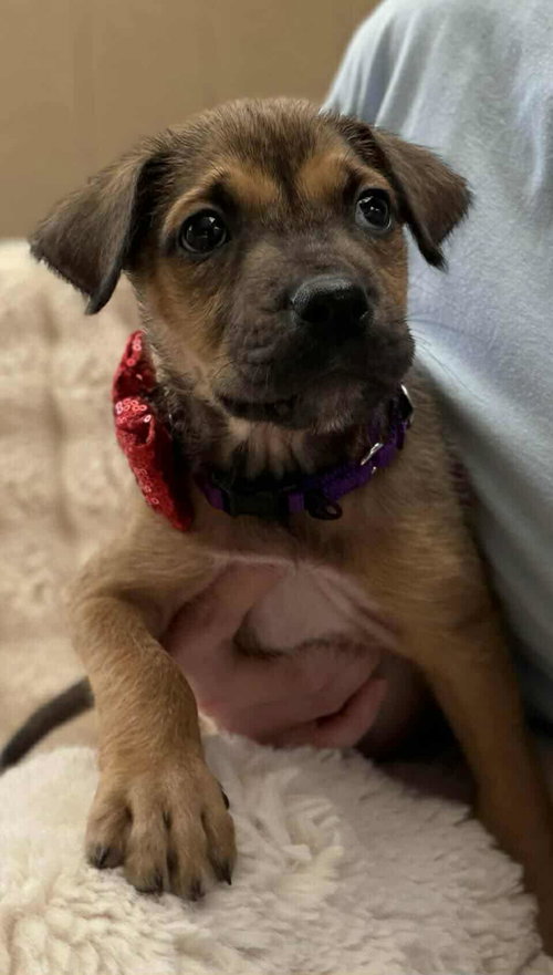 picture of the dog needing adoption