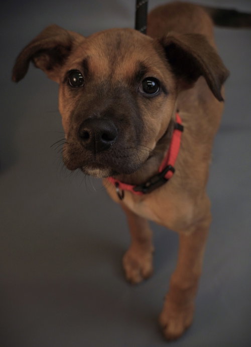 SAKURA - Border Terrier / Chihuahua available for adoption