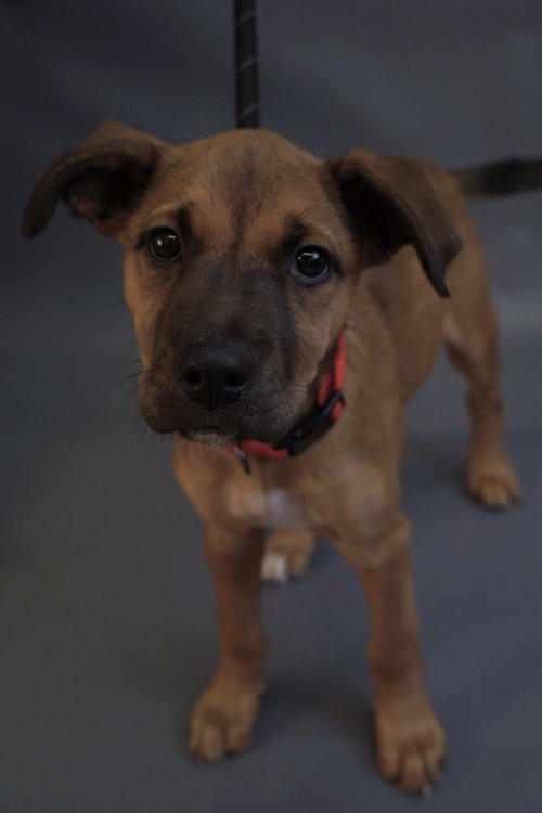 SAKURA - Border Terrier / Chihuahua available for adoption