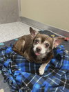 Chip - Photo 6