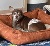 Chip - Photo 7