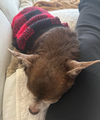 Chip - Photo 8