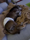 Chip - Photo 9