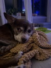 Chip - Photo 10