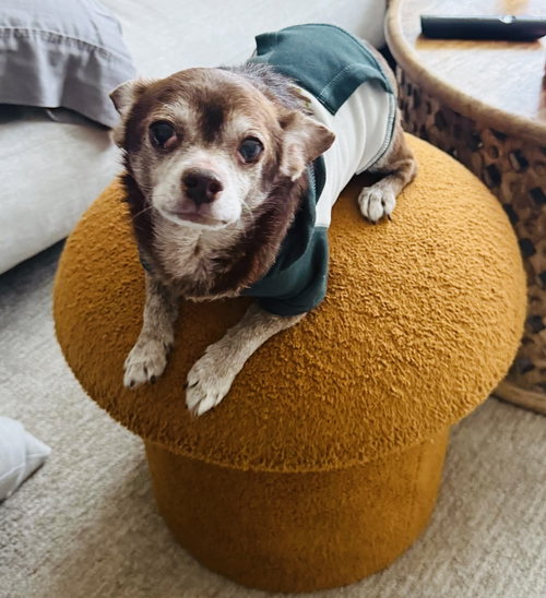 CHIP - Chihuahua / Terrier available for adoption