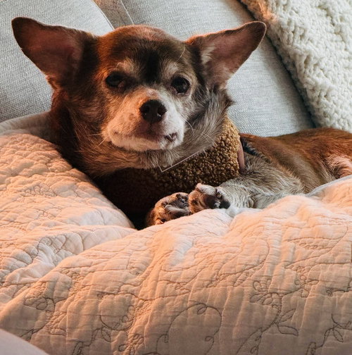 CHIP - Chihuahua / Terrier available for adoption
