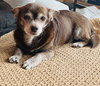 Chip - Photo 3