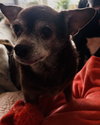 Chip - Photo 4