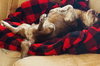 Chip - Photo 5