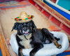 Maybelle - Photo 13
