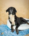 Maybelle - Photo 17