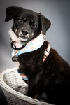 Maybelle - Photo 8