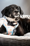 Maybelle - Photo 10