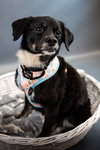 Maybelle - Photo 14
