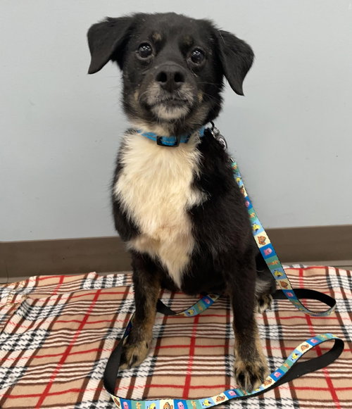 MAYBELLE - Dachshund / Terrier available for adoption