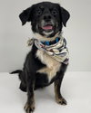 Maybelle - Photo 2