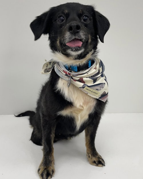 MAYBELLE - Dachshund / Terrier available for adoption