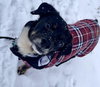 Maybelle - Photo 4