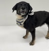 Maybelle - Photo 6