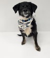 Maybelle - Photo 7