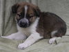 Ludo - Photo 4
