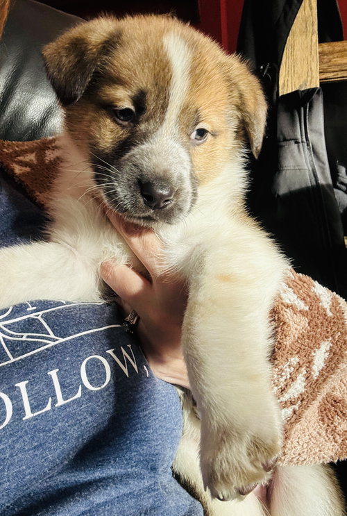 LUDO - German Shepherd Dog / Labrador Retriever available for adoption