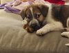 Ludo - Photo 2